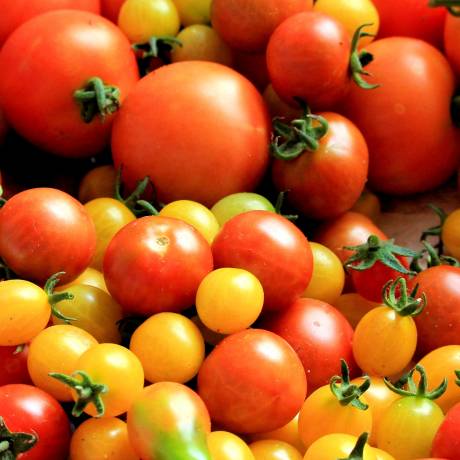 Assortiment de tomates cerises
